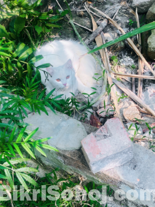 বিড়ালটি বিক্রি করা হবে